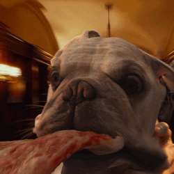 Dog Spinning Fast Closeup View GIF