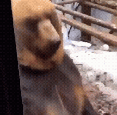Dog Standing At Window Looking Out GIF