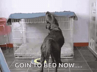 Dog Standing Before Bedtime Cage GIF
