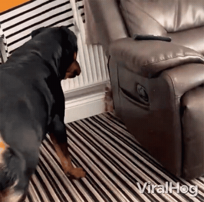 Dog Standing By Couch With Remote Control GIF