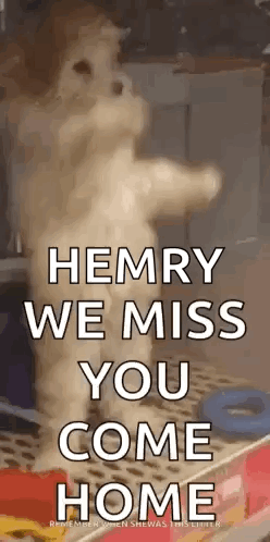 Dog Standing Hind Legs Saying Henry We Miss You Come Home GIF