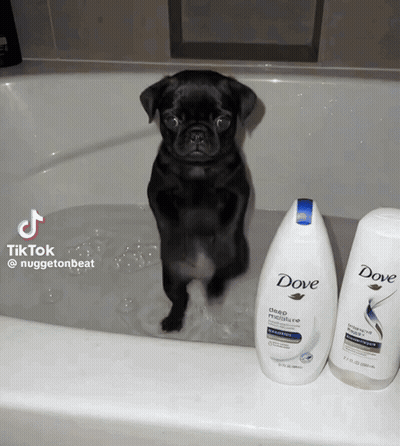 Dog Standing In Bathtub Next To Dove Shampoo GIF