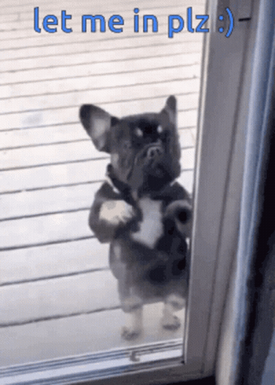 Dog Standing In Doorway Let Me In Plz GIF