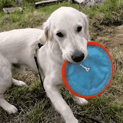 Dog Standing In Doorway Looking Up GIF