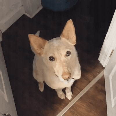 Dog Standing In Doorway Looking Up GIF