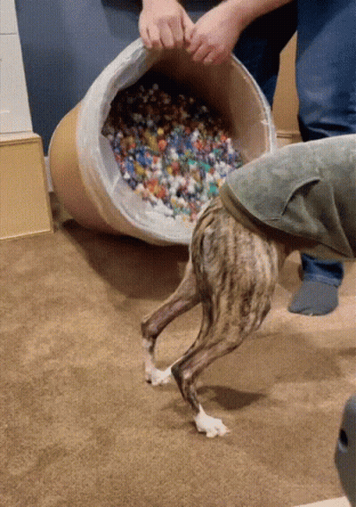Dog Standing In Front Of Barrel Filled With Lego Pieces GIF
