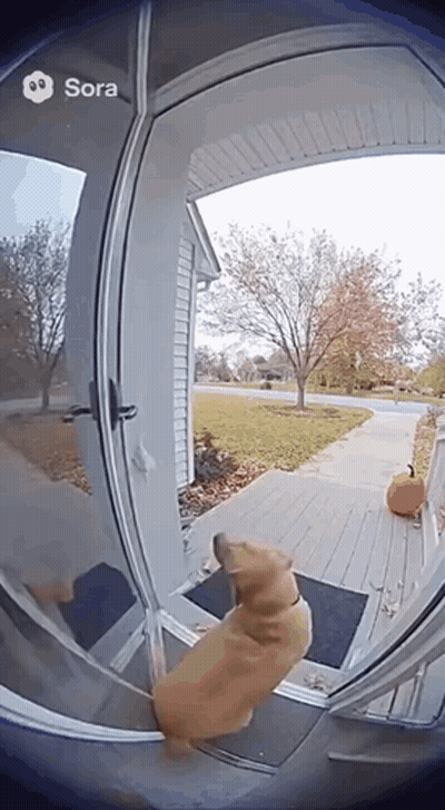 Dog Standing In Front Of Door Saying Sora GIF