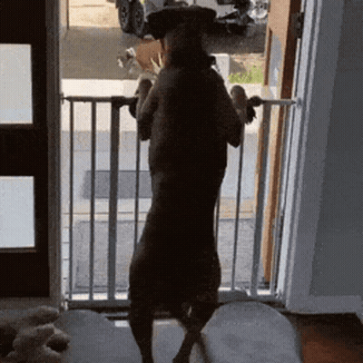 Dog Standing In Front Of Gate GIF