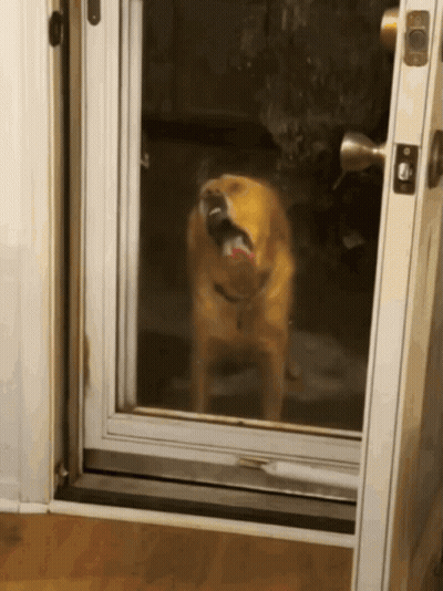 Dog Standing In Front Of Open Door GIF