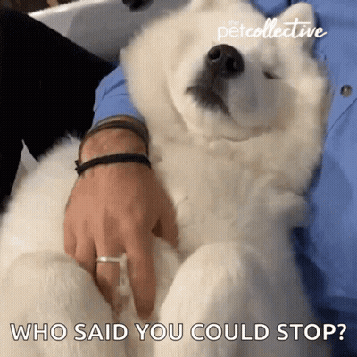Dog Standing In Snow By Fence GIF