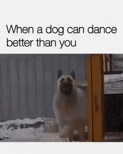 Dog Standing In Snow In Front Of Fence GIF