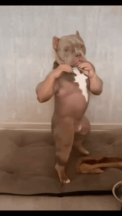 Dog Standing Like Baby GIF
