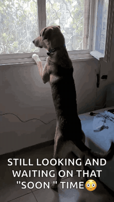 Dog Standing Looking Out Window Still Waiting GIF