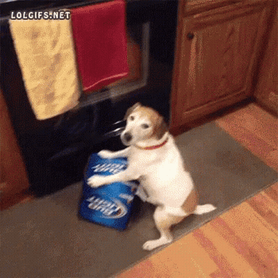 Dog Standing Next To Bag Of Miller Lite Beer GIF
