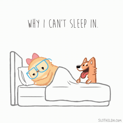 Dog Standing Next To Cat In Bed Saying Why I Can't Sleep In GIF