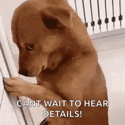 Dog Standing Next To Door Looking Out GIF