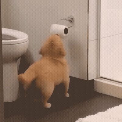 Dog Standing Next To Toilet With Toilet Paper On Head GIF