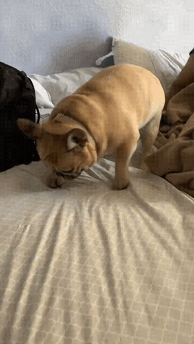 Dog Standing on Bed With Blanket