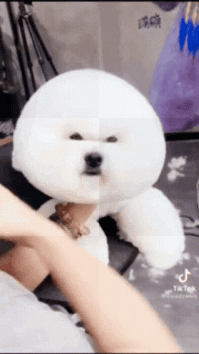 Dog Standing On Bed With White Comforter GIF