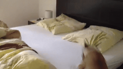Dog Standing On Bed With White Comforter GIF