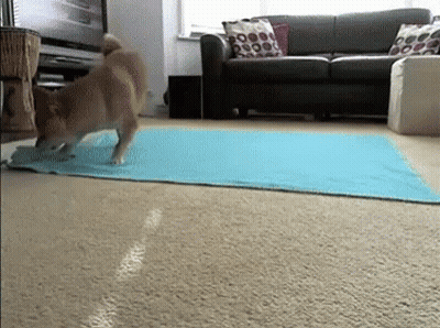 Dog Standing On Blue Mat In Living Room GIF