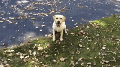 Dog Standing on Grassy Hill Next to Water