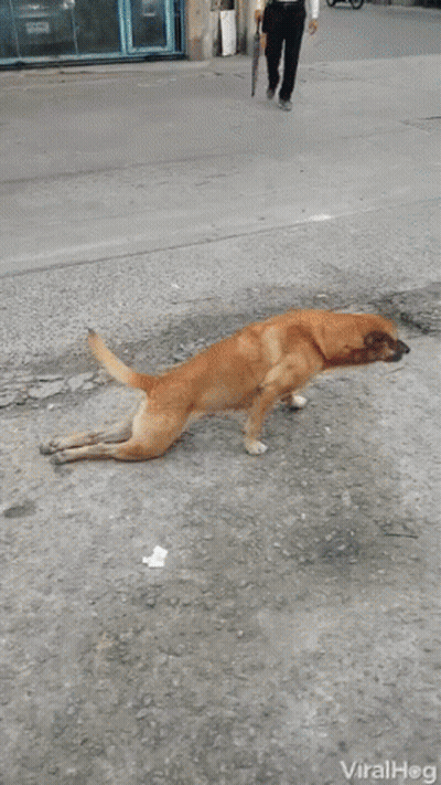 Dog Standing On Hind Legs As Scooter Passes GIF