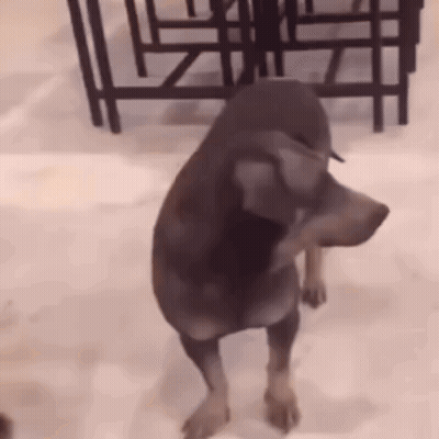 Dog Standing On Hind Legs By Table And Chairs GIF