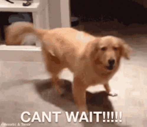 Dog Standing On Hind Legs Cant Wait GIF