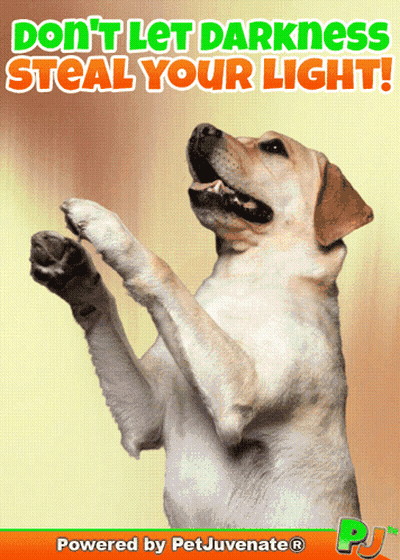 Dog Standing On Hind Legs Don't Let Darkness Steal Your Light GIF