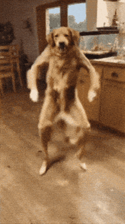 Dog Standing On Hind Legs GIF
