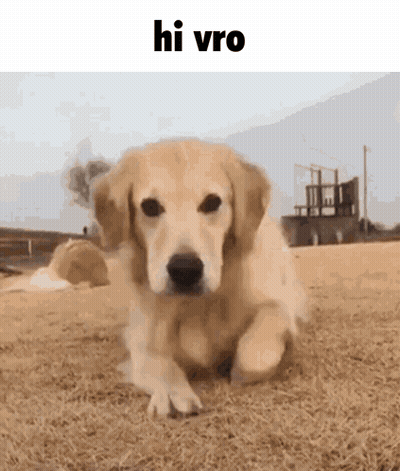 Dog Standing On Hind Legs Happy Dance GIF