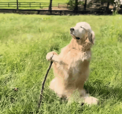 Dog Standing On Hind Legs Holding Stick In Grass GIF