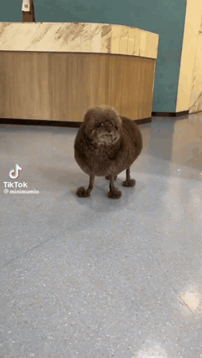 Dog Standing On Hind Legs In Blue Floor Room GIF