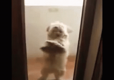 Dog Standing On Hind Legs In Front Of Door GIF