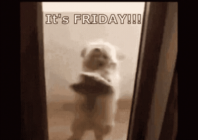 Dog Standing On Hind Legs In Front Of Mirror Saying It's Friday GIF