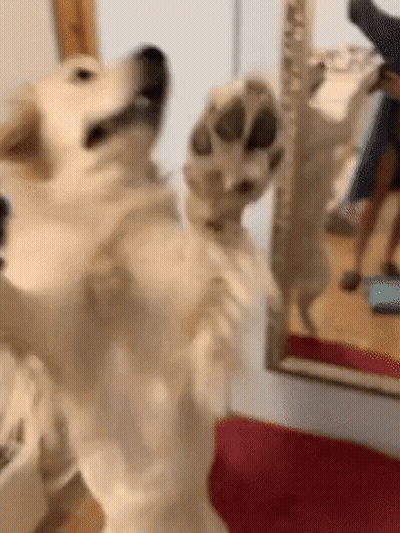 Dog Standing On Hind Legs In Front Of Mirror With Paw Up GIF