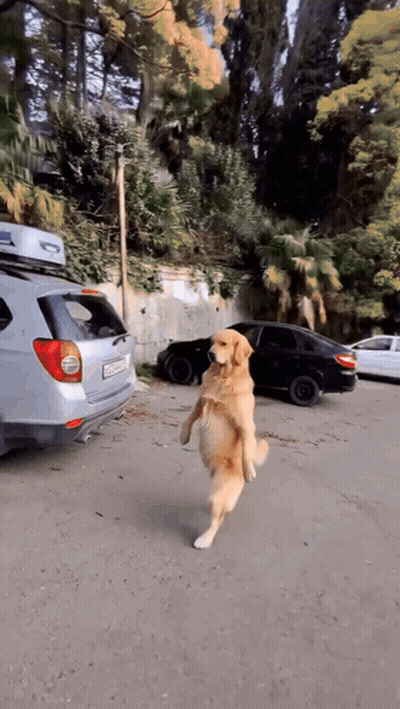 Dog Standing On Hind Legs In Front Of Silver Car With Roof Box GIF