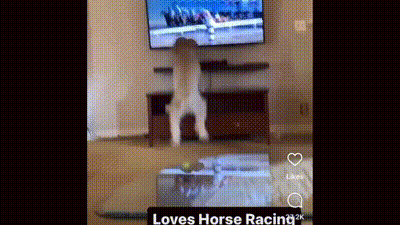Dog Standing On Hind Legs In Front Of Television GIF