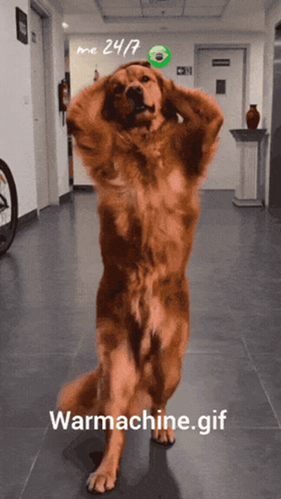 Dog Standing On Hind Legs In Hallway GIF