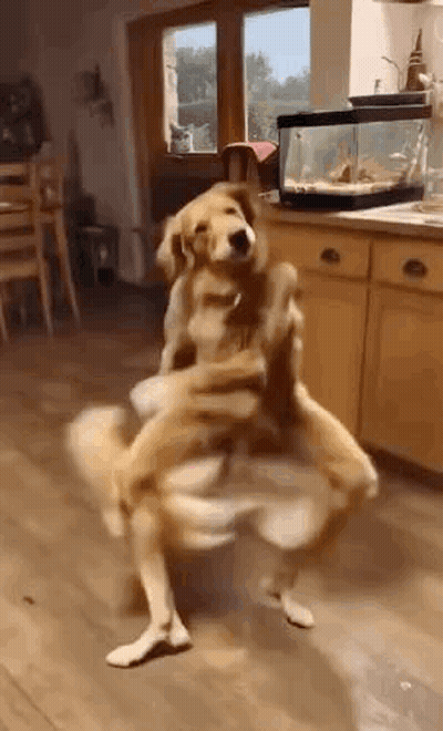 Dog Standing On Hind Legs In Kitchen GIF