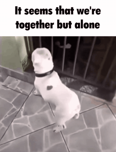 Dog Standing On Hind Legs It Seems We Are Together Alone GIF