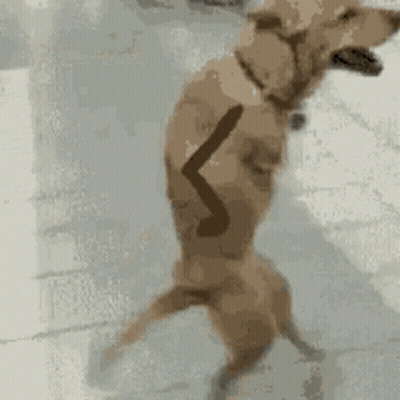 Dog Standing On Hind Legs Looking GIF