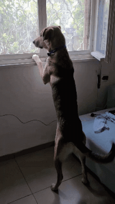 Dog Standing On Hind Legs Looking Out Window GIF