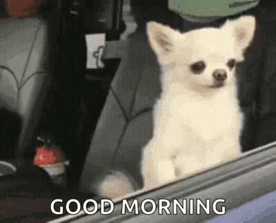 Dog Standing On Hind Legs Looking Out Window Still Looking Waiting On That Soon Time GIF