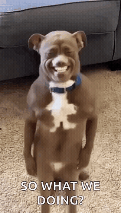 Dog Standing On Hind Legs Making Face GIF