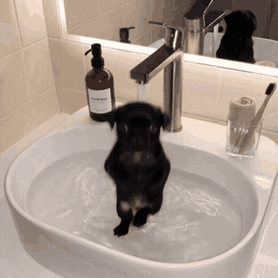 Dog Standing On Hind Legs Making Face GIF