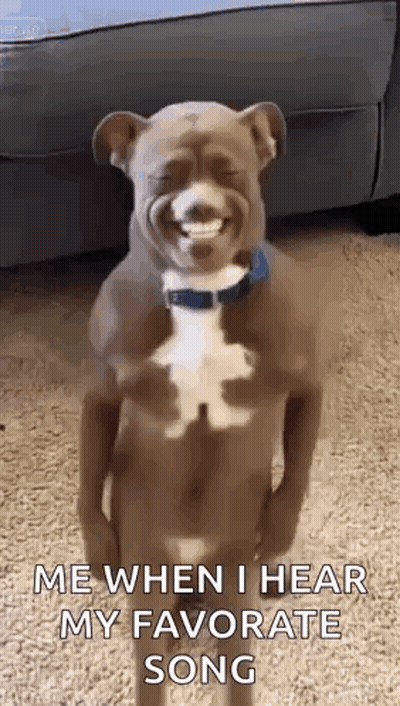 Dog Standing On Hind Legs Making Funny Face GIF