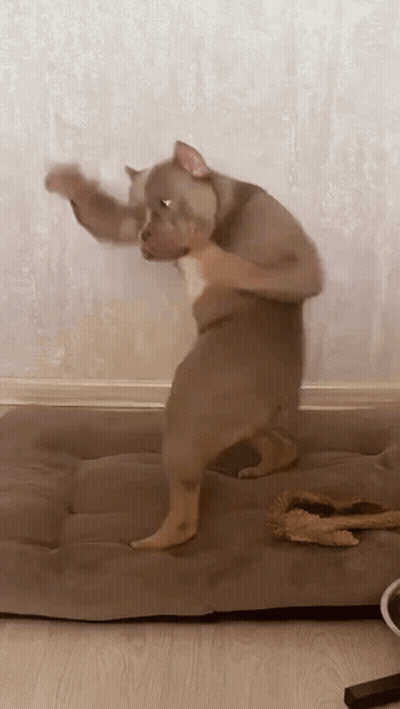 Dog Standing On Hind Legs On Bed GIF