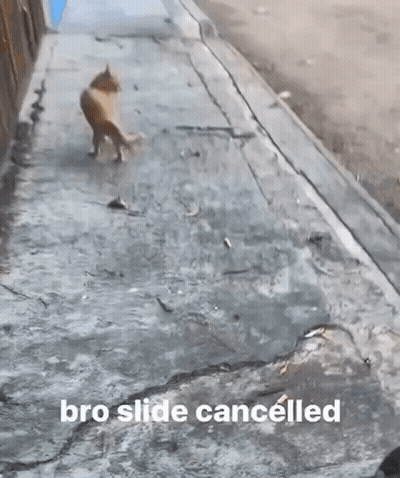 Dog Standing On Hind Legs Saying Bro Slide Cancelled GIF